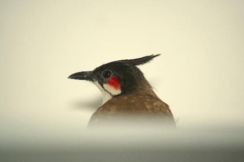 Birds in Goa - Download Goa Photos
